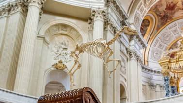 Esqueleto del caballo de Napoleón sobrevuela su tumba