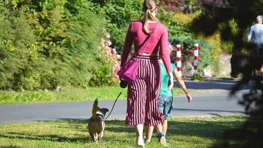 Consejos para un paseo tranquilo con tu perro