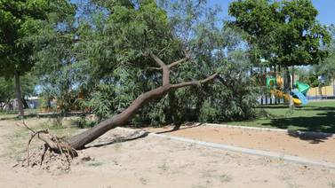 Árboles caídos obstruyen parque
