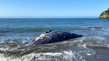Hallan cuatro ballenas muertas en la Bahía de San Francisco