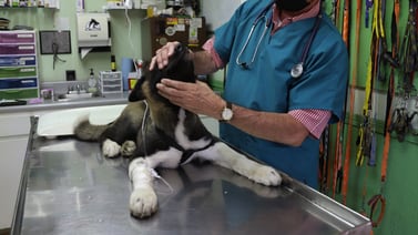 Multan a clínica veterinaria por 125 mil dólares por mal uso de sustancias controladas