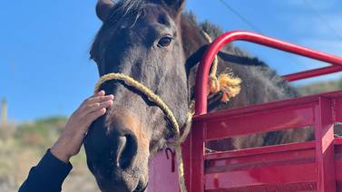 Rescatan en Tijuana a caballo por maltrato animal