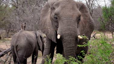 Supuesto cazador furtivo muere pisoteado por elefantes en Sudáfrica