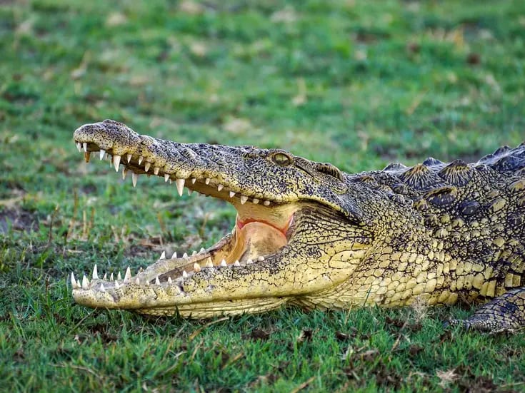 Reportan presencia de dos cocodrilos en río Sinaloa