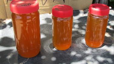 ¡Cuidado! Reportan apicultores de Hermosillo presencia de miel adulterada