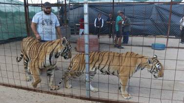 Detienen a uno en relación al caso de ataque de tigre a niña en Hermosillo; aseguran a los animales