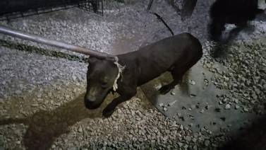 Rescatan a 13 perros en condición de abandono tras cateo en Rosarito