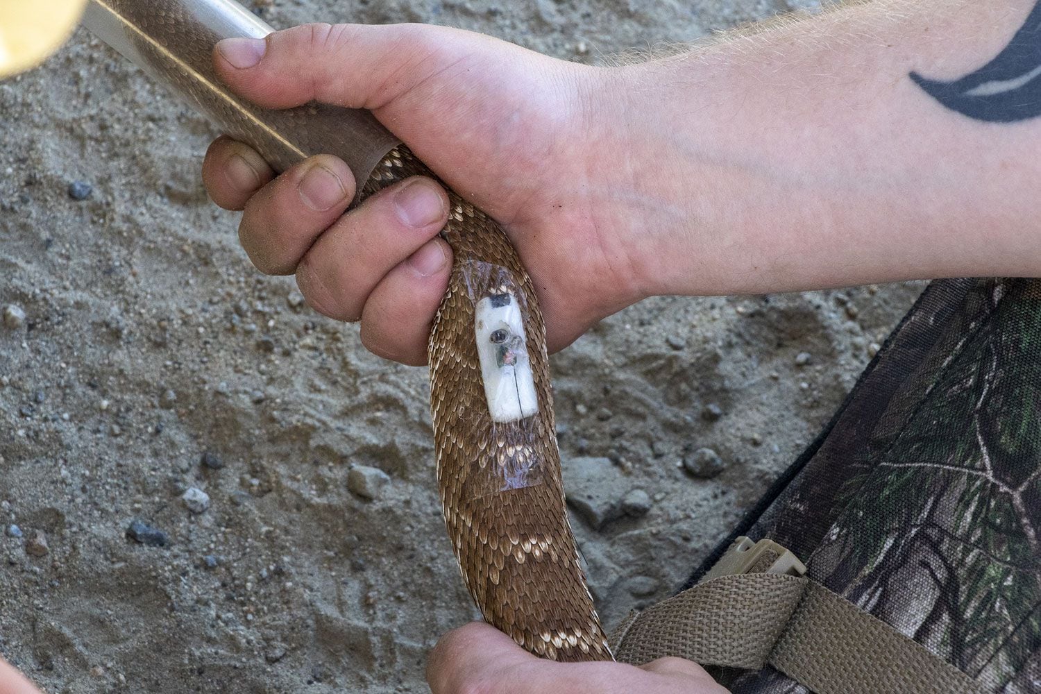 Montar pequeñas cámaras en hábitats nativos permite a los investigadores monitorear indirectamente el comportamiento de una serpiente.