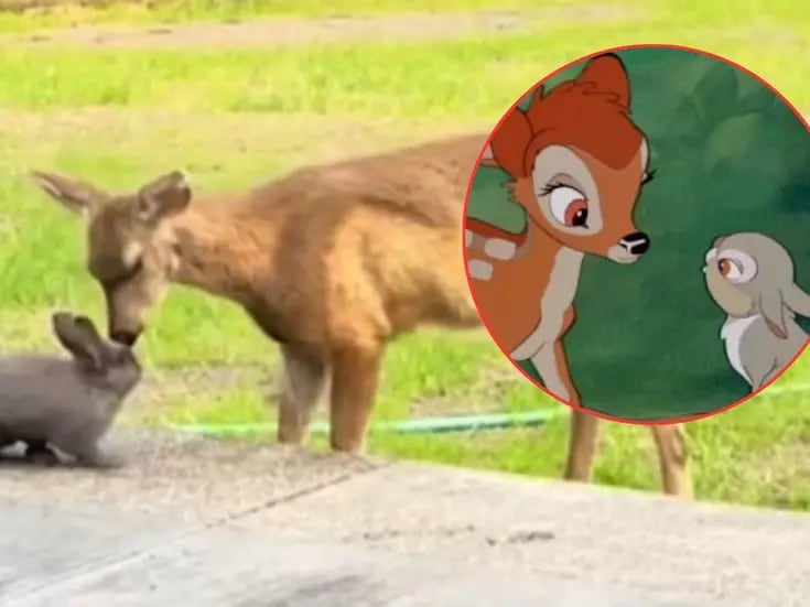 VIDEO: Encuentro entre “Bambi” y “Tambor” de la vida real causa ternura en redes