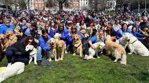 Cientos de Golden Retrievers se reúnen para la reunión del maratón de Boston