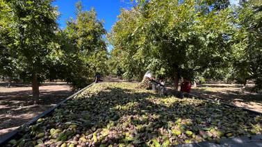 Gana terreno cultivo de nuez en Norte de Sonora