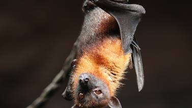 Descubren cuatro nuevas especies de murciélagos, 'primos' de los vinculados a coronavirus