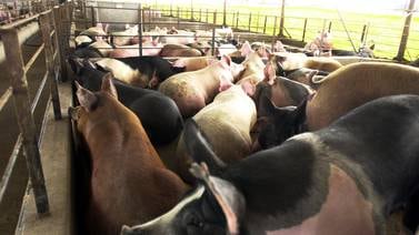 Disminuye la producción de cerdo en Sonora este 2024