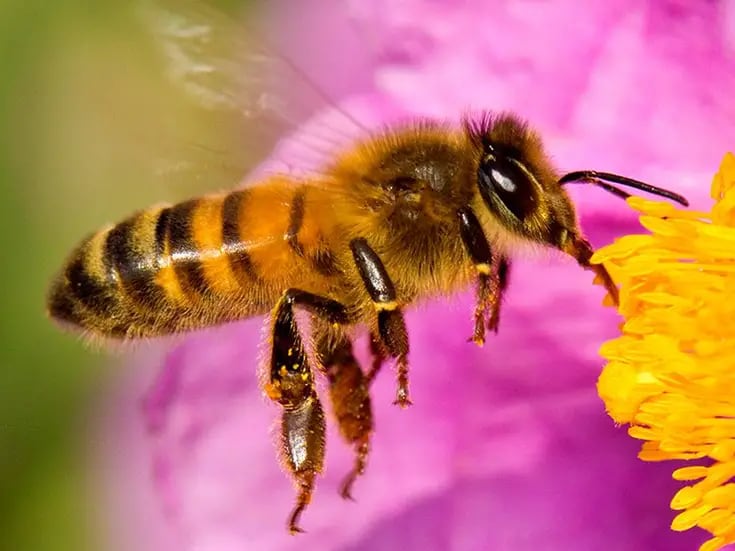 20 de mayo: día mundial de las abejas