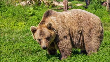 Matan a oso gris tras ataque letal a campista en Montana, EU