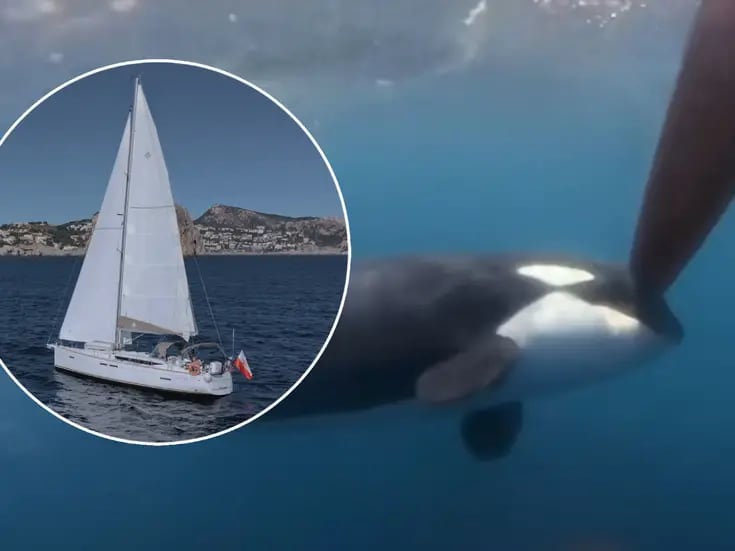 Orcas vuelven a hundir embarcación en Gibraltar; ¿A qué se debe?
