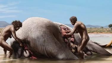 homínidos se alimentaron de elefante hace 1,2 millones de años