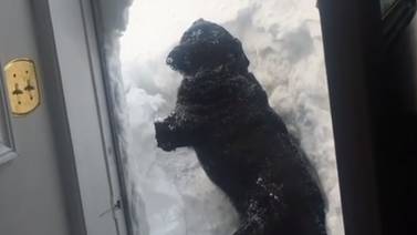 VIDEO: Perro intenta salir de casa durante intensa nevada en Canadá