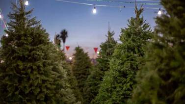 Recibirán arbolitos de Navidad en las nueve delegaciones de Tijuana