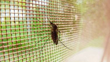 Sonora registra 9 defunciones por dengue