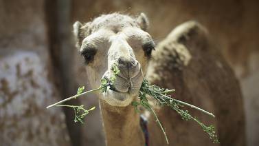 Matarán 10 mil camellos en Australia para detener su consumo de agua en región devastada por sequía