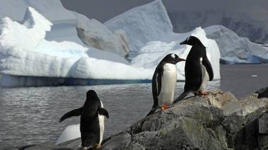 ¿El mejor trabajo del mundo? Organización busca interesados para contar pingüinos en la Antártida