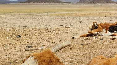 Sequía en Sonora: Temen ganaderos se repita mortandad de 2020