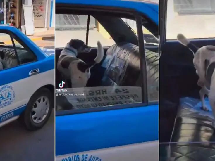 VIDEO: Perrito se hace viral por regresar a su casa en taxi