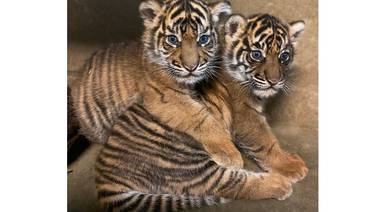Nombran oficialmente a dos tigres de Sumatra nacidos en San Diego Zoo