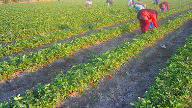 Quieren productores de Florida limitar exportación de fresa mexicana hacia EU 