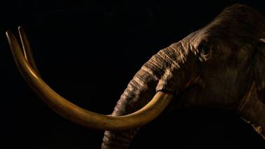Científicos logran reprogramar células de elefante para revivir al mamut