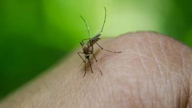EU detecta mosquitos portadores de un virus capaz de paralizar a los humanos