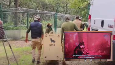 Lobo gris mexicano “Ach” es enviado a EU para que se reproduzca en Nuevo México