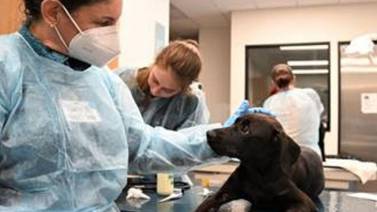 Animales rescatados de huracán ‘Ida’ llegan a San Diego