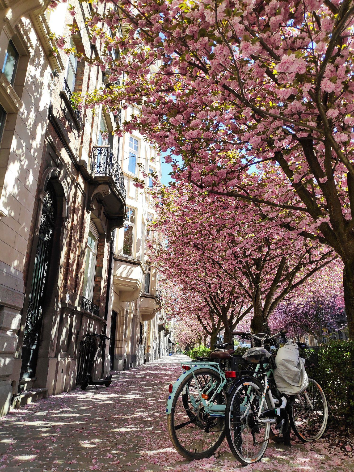 La floración de cerezos japoneses tiñe estos días de rosa muchas calles de Bruselas, como las del barrio de Schaerbeek donde nació el cantante Jacques Brel y residió el pintor René Magritte. EFE/ Javier Albisu
