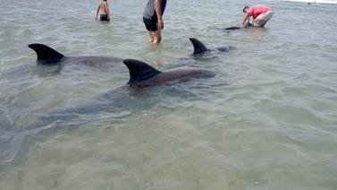Pescadores regresan sanos y salvo a cuatro delfines en Puerto Lobos