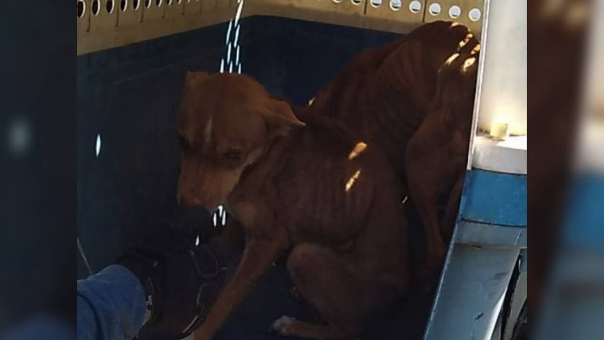 Rescate de canes por maltrato animal
Denuncia ciudadana