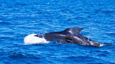 Orcas hunden yate en el Estrecho de Gibraltar