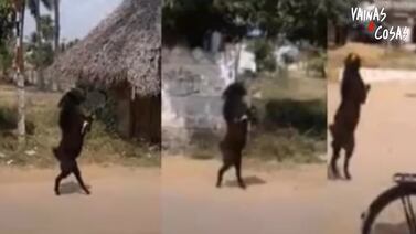 Video aterrador de una cabra caminando en 2 patas se hace tendencia