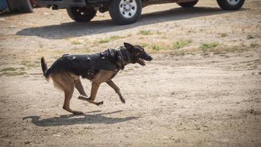 Capacitan a elementos caninos de la Policía Municipal de Tijuana para detectar fentanilo