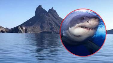 Alerta Capitanía de Puerto por la presencia de tiburones en costas de Sonora
