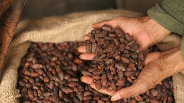 Salvar al chocolate del cambio climático dependería del cultivo prehispánico del cacao