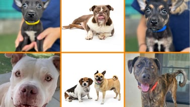 Gran evento de adopción de perros se llevará a cabo en Los Ángeles