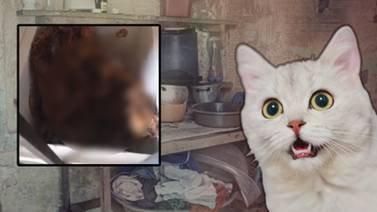 Encuentran cadáveres de gatos y "misteriosa" carne picada en cocina de hombre en Malasia