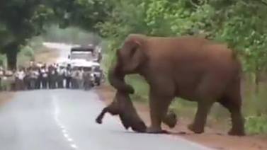 Madre elefante carga el cuerpo muerto de su cría