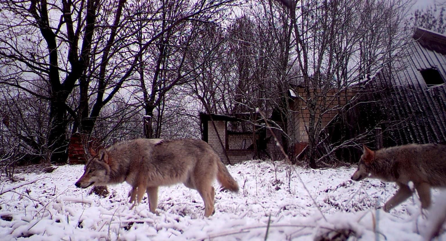 Los lobos deambulan libremente dentro de la zona de exclusión alrededor del reactor nuclear de Chernobyl.