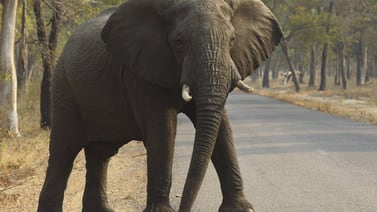 Triste noticia: Mueren 55 elefantes de hambre en Zimbabue