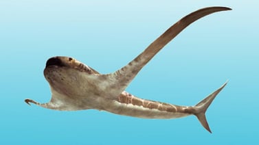 Descubren fósil de tiburón con "alas" en México