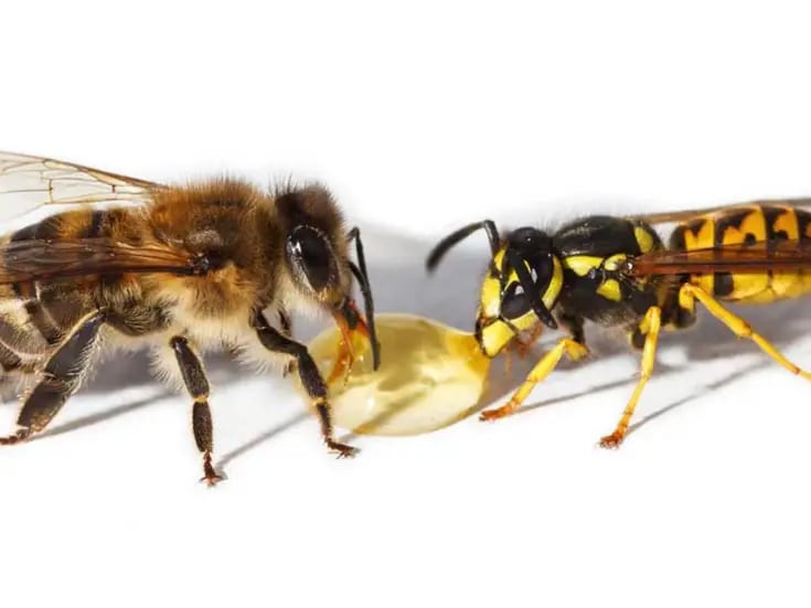 ¿Cuál es la diferencia entre una abeja y una avispa? ¿Son igual de importantes?