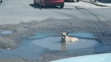 VIDEO | Captan a perro refrescándose en un bache en Hermosillo: "son albercas pa' perritos"